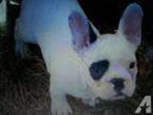 French Bulldog Puppy for sale in ROY, WA, USA