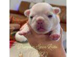 French Bulldog Puppy for sale in Katy, TX, USA