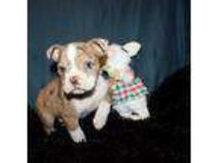 Olde English Bulldogge Puppy for sale in Iowa City, IA, USA
