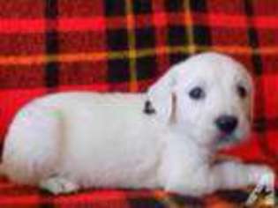 Labrador Retriever Puppy for sale in CHEHALIS, WA, USA