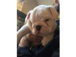 Bulldog Puppy for sale in Vandalia, IL, USA