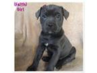 Cane Corso Puppy for sale in Independence, MO, USA