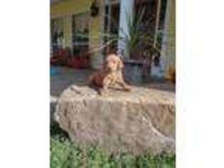 Goldendoodle Puppy for sale in Bonham, TX, USA