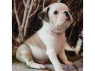 Pug Puppy for sale in West Salem, OH, USA