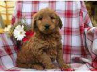 Goldendoodle Puppy for sale in Quarryville, PA, USA
