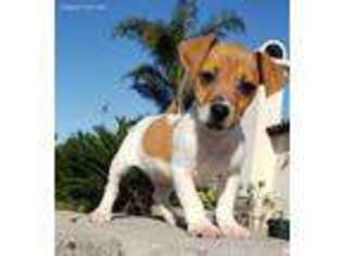 Jack Russell Terrier Puppy for sale in San Diego, CA, USA