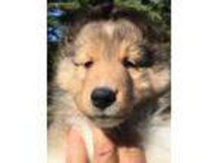 Shetland Sheepdog Puppy for sale in Oxford, NY, USA
