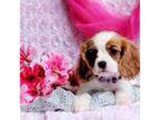 Cavalier King Charles Spaniel Puppy for sale in Belgrade, MN, USA