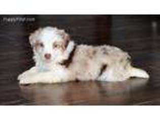 Miniature Australian Shepherd Puppy for sale in Louisburg, MO, USA