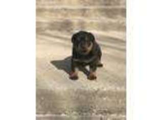 Rottweiler Puppy for sale in Newport News, VA, USA