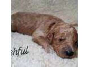 Mutt Puppy for sale in Eau Claire, WI, USA