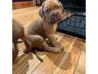 American Bull Dogue De Bordeaux Puppy for sale in Tuckasegee, NC, USA