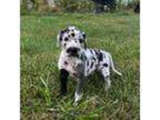 Great Dane Puppy for sale in Zion, IL, USA