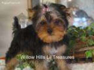Yorkshire Terrier Puppy for sale in Rice Lake, WI, USA