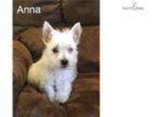 West Highland White Terrier Puppy for sale in Decatur, AL, USA