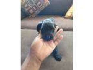 Goldendoodle Puppy for sale in Blum, TX, USA