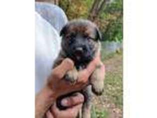 German Shepherd Dog Puppy for sale in Browns Mills, NJ, USA