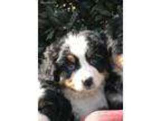 Bernese Mountain Dog Puppy for sale in Brooks, GA, USA