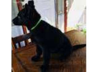 German Shepherd Dog Puppy for sale in Espanola, NM, USA