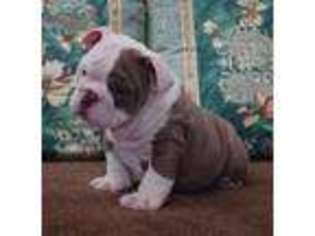 Bulldog Puppy for sale in Placerville, CA, USA
