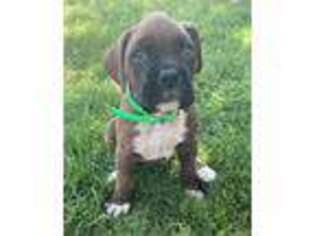 Boxer Puppy for sale in Westdale, NY, USA