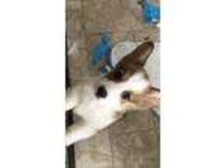 Pembroke Welsh Corgi Puppy for sale in Ashkum, IL, USA