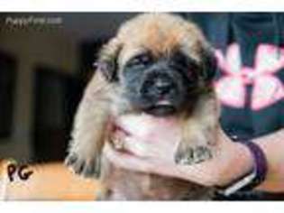 Mastiff Puppy for sale in Hinckley, MN, USA