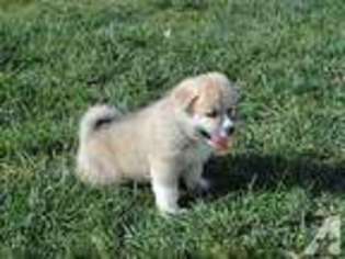 Akita Puppy for sale in SAN LEANDRO, CA, USA