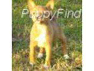 Basenji Puppy for sale in Caldwell, TX, USA