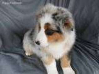 Australian Shepherd Puppy for sale in High Ridge, MO, USA