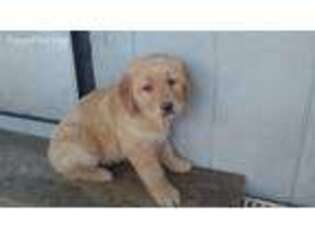 Golden Retriever Puppy for sale in La Russell, MO, USA