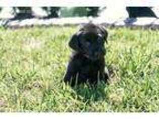 Labrador Retriever Puppy for sale in Montgomery, TX, USA