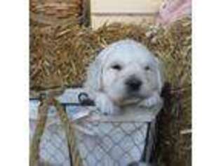 Mutt Puppy for sale in Ewing, IL, USA