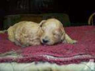 Mutt Puppy for sale in HAMILTON, OH, USA