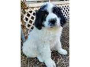 Mutt Puppy for sale in Hastings, NE, USA