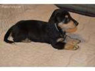 Medium Photo #1 Dachshund Puppy For Sale in Birmingham, AL, USA