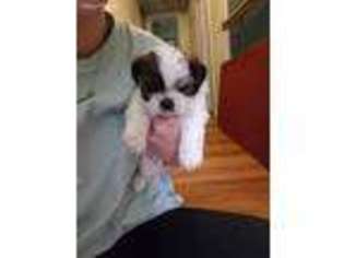 Mutt Puppy for sale in Tappahannock, VA, USA