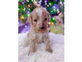 Goldendoodle Puppy for sale in Fort Worth, TX, USA