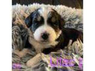 Mutt Puppy for sale in Fountain City, IN, USA