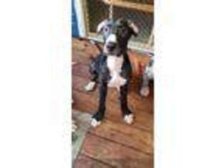 Great Dane Puppy for sale in Sycamore, IL, USA