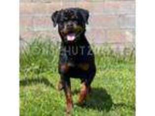 Rottweiler Puppy for sale in Pomona, CA, USA