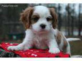 Cavalier King Charles Spaniel Puppy for sale in Kite, GA, USA