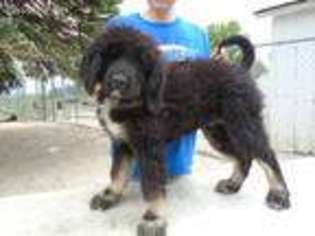 Tibetan Mastiff Puppy for sale in Galva, IL, USA