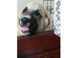 Anatolian Shepherd Puppy for sale in Westminster, MD, USA