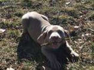Weimaraner Puppy for sale in New Plymouth, ID, USA
