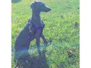 Italian Greyhound Puppy for sale in Columbus, OH, USA
