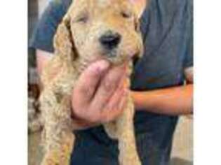 Goldendoodle Puppy for sale in Atascadero, CA, USA
