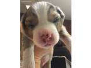 Australian Shepherd Puppy for sale in Oviedo, FL, USA