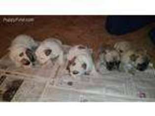 French Bulldog Puppy for sale in Columbia City, IN, USA
