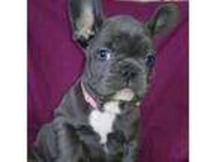 French Bulldog Puppy for sale in Blanchard, MI, USA